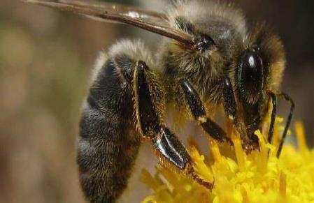Apis mellifera mellifera Esmer arı olarak da bilinir. Alplerin kuzey ve batısı, bütün Avrupa, Orta Rusya.