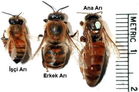 bal arısı işçi drone kraliçe boyları ile ilgili görsel sonucu