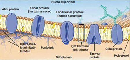 Hücre zarı canlıdır ve seçici-geçirgendir. Bu özelliği nedeniyle bazı maddeler hücre zarından geçebilirken bazı maddeler geçemez.