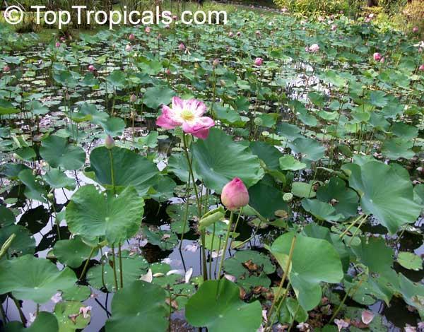 Nelumbo