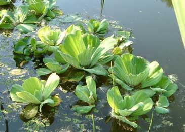 Pistia Su