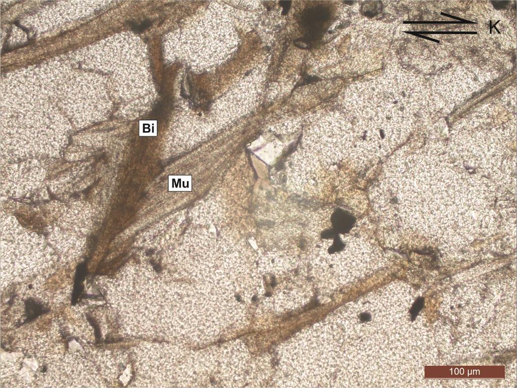 Şekil 3.26. Temel metamorfitlerine ait mikaşistler içerisindeki muskovit mineralinde gelişmiş "mica fish" yapısı. Hareket yönü üst kuzeyedir (Bi: Biyotit, Mu: Muskovit, Tek nikol).