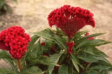 Celosia