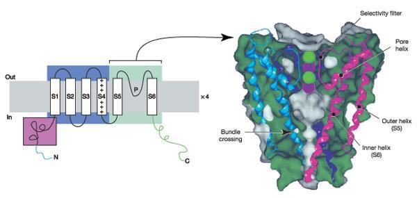 Rampe et al., J. Med.Chem.