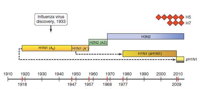Pandemilerde Saptanan Virüs Suşları H3 N2 Varyant H1 N1 pandemik H1 N1 1977-2009
