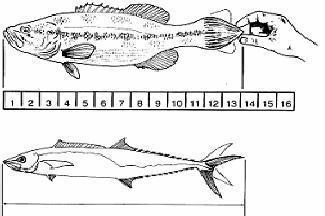 g) Boy limiti: Balık türlerinin nesillerini devam ettirebilmeleri için bir balığın en az bir kere yavru vermiş olarak kabul edildiği en küçük yasal avlanma boyunu, ğ) Günlük limit: Adet ya da kg