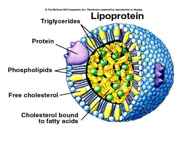 Lipoproteinler, elektroforez,