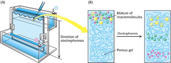 elektron mikroskobik yöntemlerle
