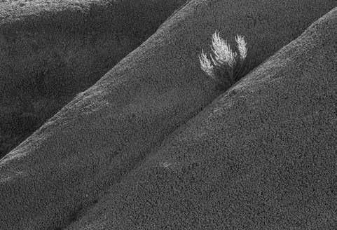 AYIN FOTOĞRAFI ETKİNLİĞİ (AFE) Seçiciliğini Gül EZEN in yaptığı Ayın Fotoğrafı
