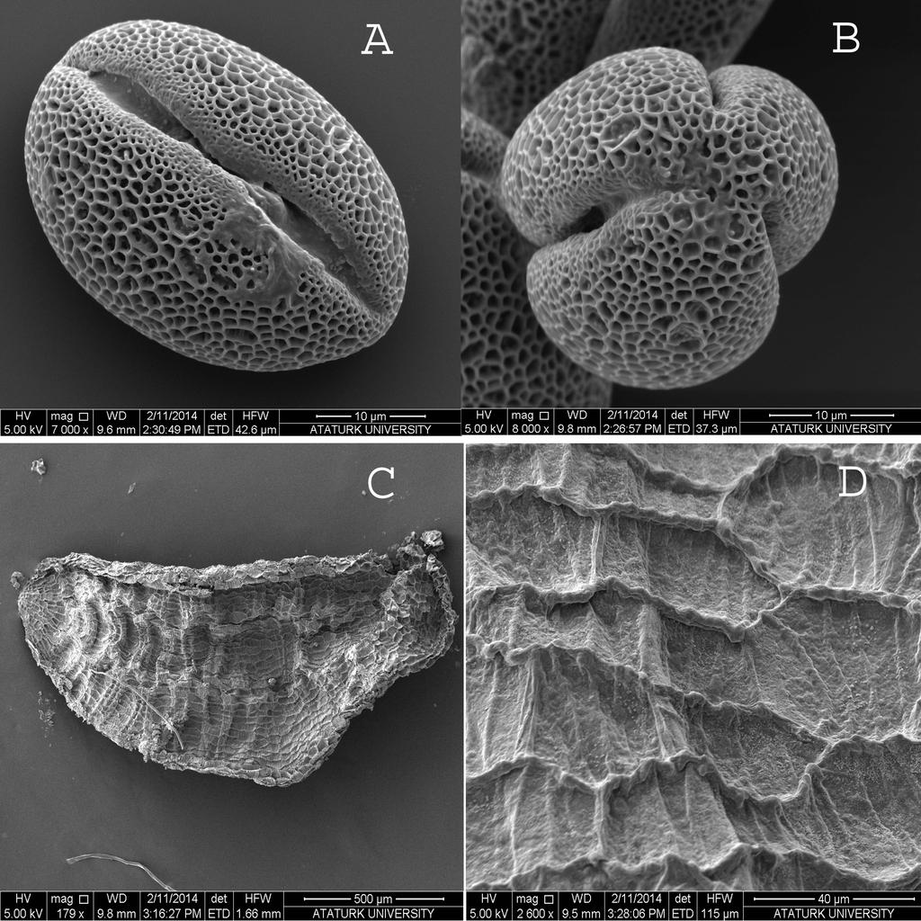 A. Kandemir vd. / Bağbahçe Bilim Dergisi 1 (1) 2014: 11-17 14 Elektron mikroskobu görüntüsüne göre polen şekli ± küremsi, yüzey süsleri ağsı ve polen duvarı üzerinde 3 açıklık bulunur.