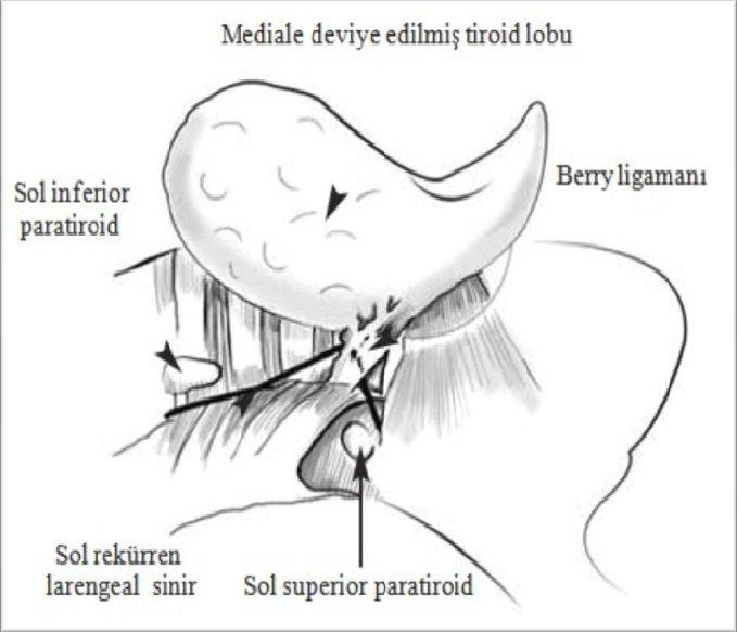 Tiroid bezinin inervasyonu, süperior ve middle servikal sempatik ganglionlardan gelen, sempatik lifler aracılığı ile olur.
