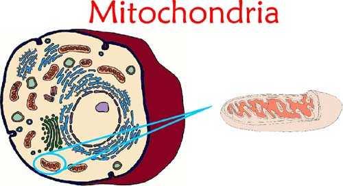 Mitokondri 2