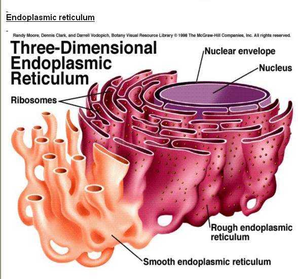 Endoplazmik Retikulum Ağ yapısındaki sitoplazmik membran sistemidir.