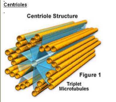 Mikrotübüller Sitoplazma içinde dağınık ya da