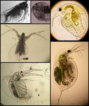 Cladocera ve Copepoda nın sığ göl ekosisteminde azalma göstermesi ekolojik dengeyi olumsuz etkiler (Moss ve