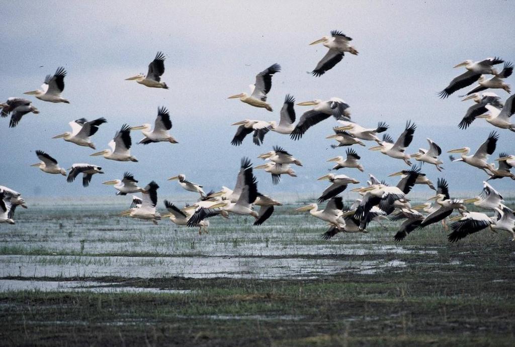 Uluabat Gölü, kuş varlığı yönünden sadece ülkemizin değil, Avrupa ve Ortadoğu'nun da en önemli sulak alanlarından birisidir.