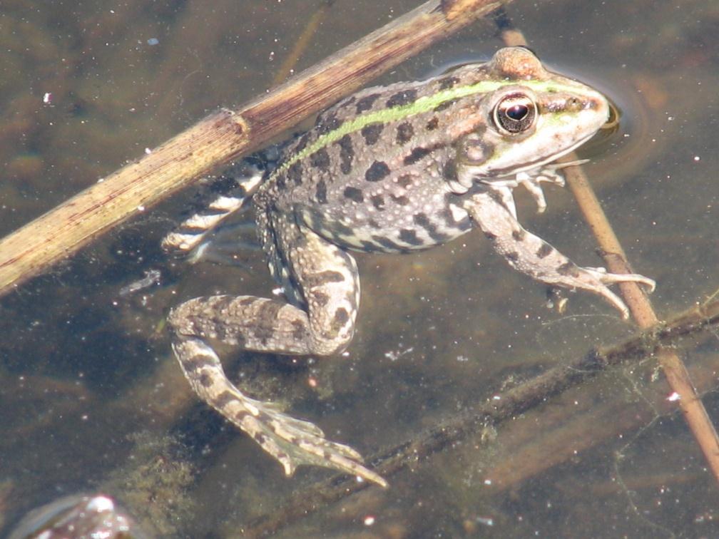 Gölde ayrıca; HAYVANLAR 1 semender (Triturus vulgaris L.), iki su yılanı (Natrix natrix L., Natrix tesellata Laurenti), ve 1 kurbağa (Rana ridibunda Pallas) türü yaşamaktadır. (Uğurtaş ve ark. 2007).