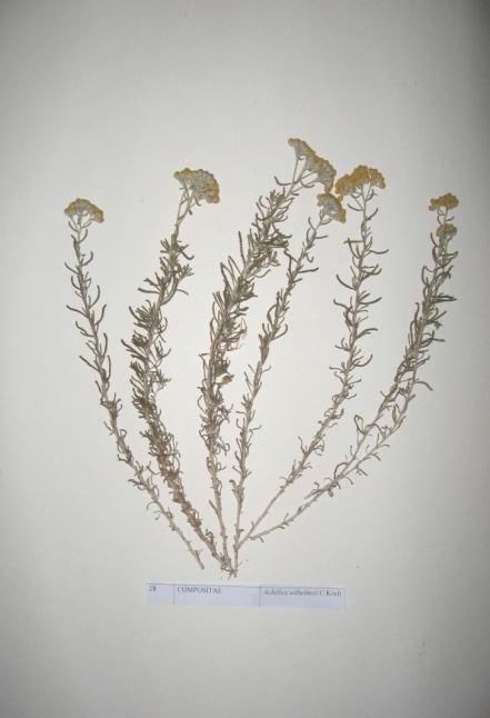 37 Achillea wilhelmsii C.Koch (Sarı civan perçemi) Sinonim : A.santolina auct. Mult. A.kermanica Gadocer A.teretifolia Ledeb. Familya : Asteraceae Çok yıllık, otsu bir bitkidir.