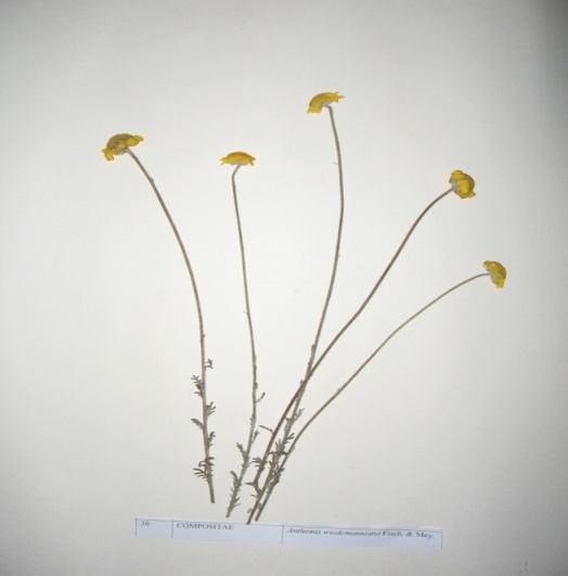 40 Anthemis wiedemanniana Fisch. & Mey. Familya:Asteraceae Tek yıllık, otsu yapıda bir bitki olup mayıs haziran aylarında çiçeklenme gözlenir. Endemik bir türdür.
