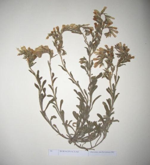 45 Onosma aucheranum DC. (Emzikotu) Familya: Boraginaceae Çok yıllıklar grubundan otsu yapıda bir türdür. Genellikle mayıs-ağustos aylarında çiçeklenmeleri görülür.