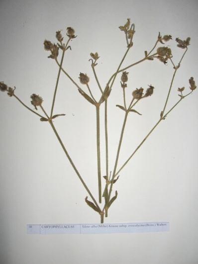 46 Silena alba (Miller) Krause subsp. eriocalycina (Boiss.) Walters. (Aknakıl) Sinonim : Melandrium album (Mill.