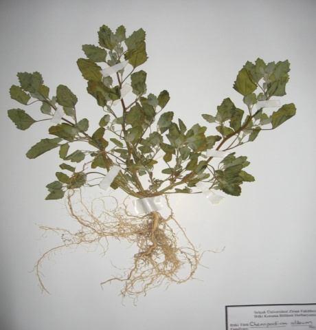 47 Chenopodium album (Ak kazayağı, Sirken) Familya : Chenopodiaceae Tek yıllık bir türdür. Bitki 20-150 cm arasında boylanır.