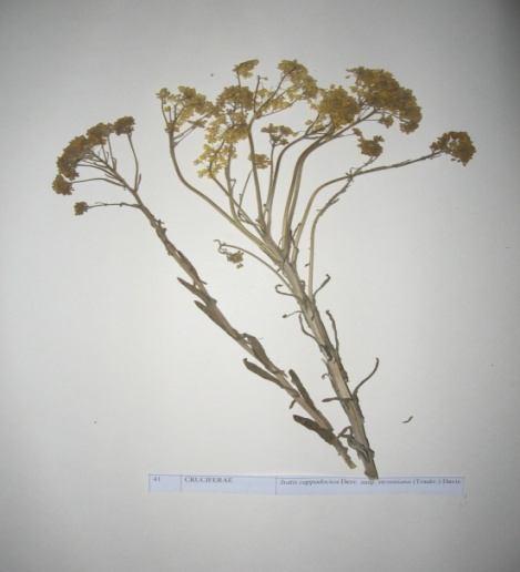 50 Isatis cappadocica Desv. subsp. steveniana (Trautv.) Davis Familya : Cruciferae İki veya çok yıllık otsu bir türdür. Dik olarak 40-70 cm boylanır.