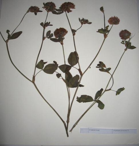 53 Trifolium pratense L. (Çayır üçgülü) Sinonim : T. Sylvestre Duc. Familya : Fabaceae Çok yıllıktır. Dik gelişme gösteren bitki 50-80 cm kadar boylanır.