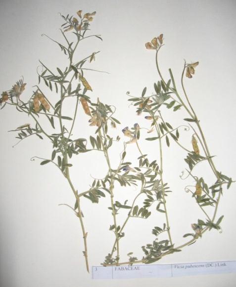 55 Vicia pubescens (DC.) Link. Familya : Fabaceae Tek yıllıklardan olup mart ve mayıs aylarında çiçeklenirler. Kayalık kireçtaşı yamaçlar, çitler, tarlalar ve yol kenarlarında sıkça rastlanır.