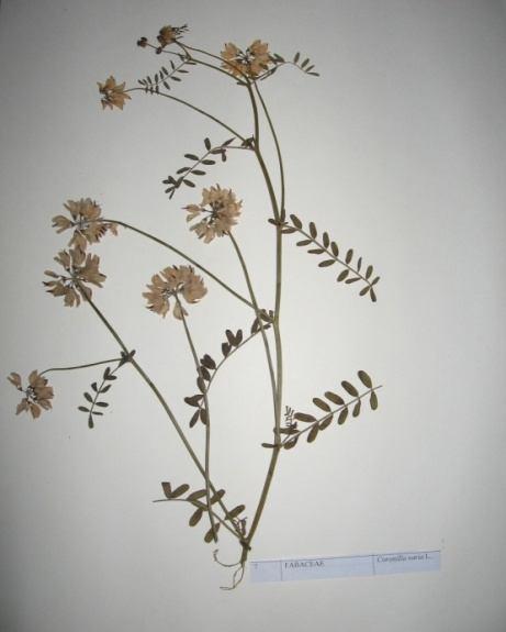 59 Coronilla varia L. (Renkli burçak) Familya : Fabaceae Çok yıllık, 50 cm. kadar boylanabilen, yatık veya dik büyüyen otsu bir bitkidir. Yapraktaki yaprakçık sayısı tektir.