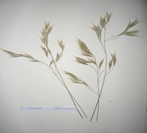 60 Bromus erectus Hudson (Dik brom) Sinonim: Bromopsis erecta Zera erecta (Huds.) S.F.Gray Familya: Gramineae Çok yıllık, 40-120 cm boylanabilen bir bitkidir. Seyrek yumak oluşturur.
