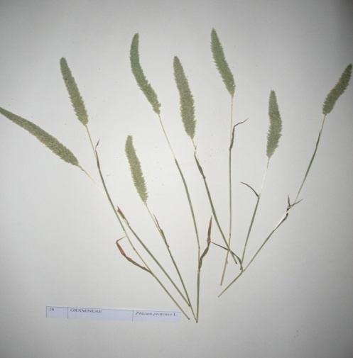 62 Phleum pratense L. (Çayır kelpkuyruğu) Familya : Gramıneae Çok yıllık, yumak meydana getiren 40-120 cm boylanabilen bir bitkidir. Kökün gövdeyle birleştiği yerde bir şişkinlik bulunmaktadır.