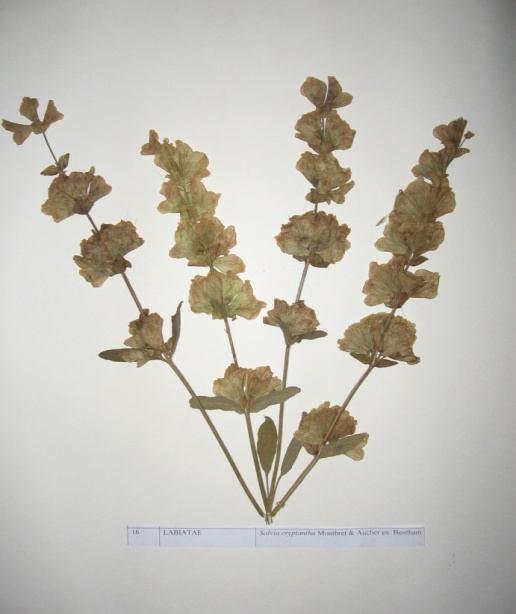 65 Salvia cryptantha Montbret & Aucher ex. Bentham (Gizli çiçekli adaçayı) Familya: Labiatae Çok yıllık, otsu yapıda, sarı çiçekli bir bitkidir.