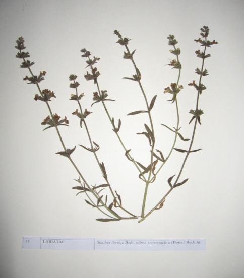 66 Stachys iberica Bieb. subsp. stenostachya (Boiss.) Rech. fil.