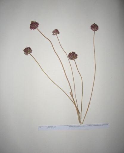 71 Allium scorodoprasum L. subsp. rotundum (L.) Stearn (Taş sarımsağı) Familya :Liliaceae Çok yıllık, otsu yapıda, 25-90 cm yükselebilen, 1-2 cm çapında soğanlı bitkilerdir.