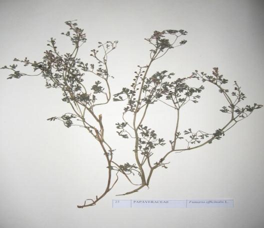 73 Fumaria officinalis L. (Hakiki şahtere ) Familya : Papaveraceae 15-70 cm boylarında, tek yıllık, otsu bir bitkidir.