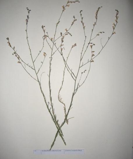 76 Linaria corifolia Desf. (Tarla keten otu) Sinonim: L. coridifolia Desf. Familya : Scrophulariaceae Deniz seviyesinden 2000 m rakımına kadar yayılış gösteren, çok yıllık otsu bir türdür.