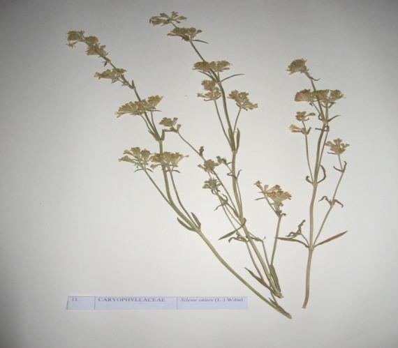80 Silene otites (L.) Wibel Familya : Caryophyllaceae İki veya çok yıllık olarak yetişen bir türdür. Otsu formdadır. Haziran ve temmuz aylarında çiçeklenirler.
