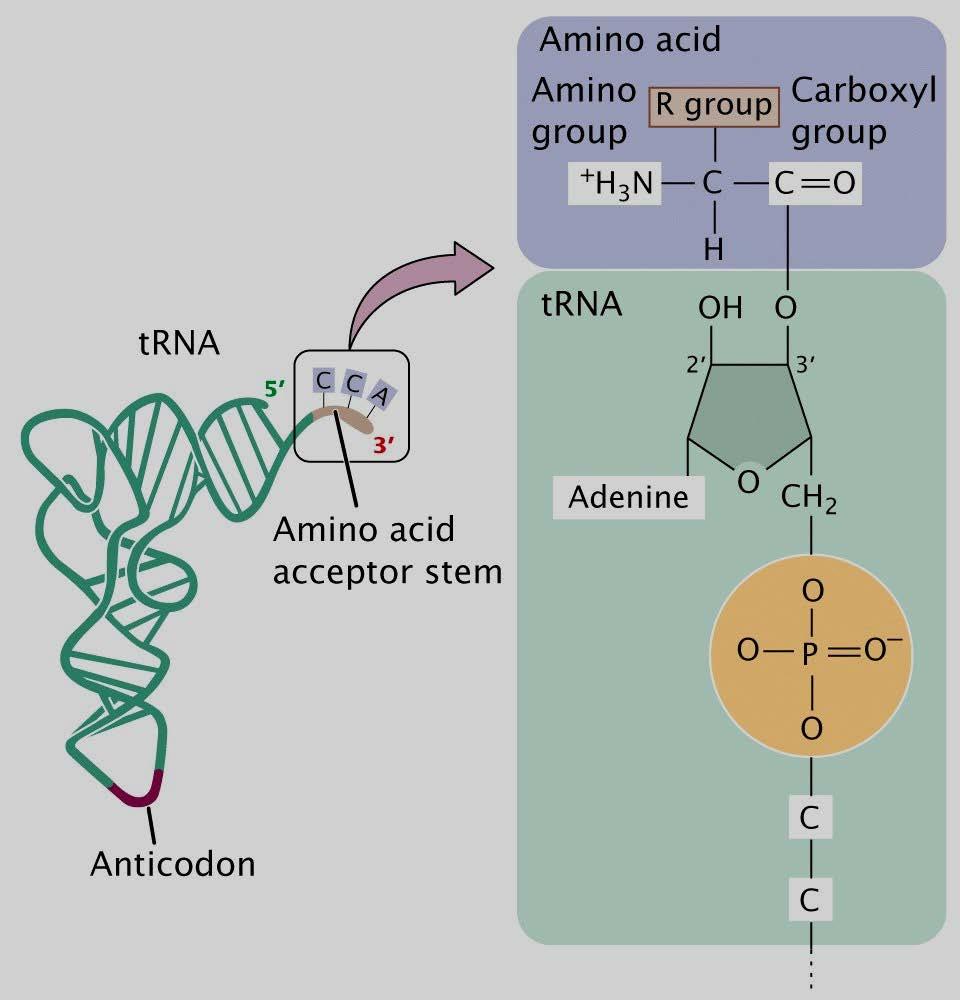 Amino asitlerin aktivasyonu:protein sentezi başlayacağı zaman, sitoplazmada bulunan amino asitler, kendilerine özgü ve Mg 2+