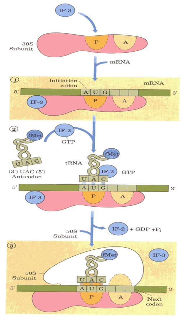 1.İNİSİASYON 1.1 Prokaryotlarda İnisiasyon: Aynı ribozom alt birimlerinin birleşmesidir. mrna amino asil trna nın ve büyük alt biriminin yapıya katılmasıdır.