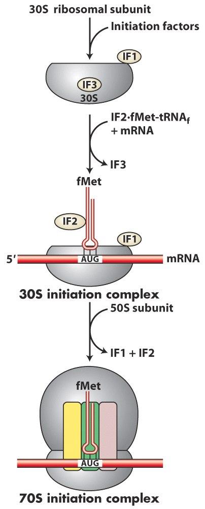 Bakterilerde üç tane başlangıç proteini (IF1,2 ve 3 doğru başlama için gereklidir. IF3 50 ve 30S altbirimlerini ayrı tutar. 1 ve 2 ise sadece başlangıç trnasının P bölgesine girmesini sağlar.