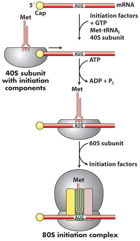 Ökaryotlarda bu süreç farklı kompartmanlarda olduğu için mrna olgunlaştıktan sonra sitoplazmaya geçer ve üzerinde birçok protein taşır ayrıca ikincil yapılarda oluşturur ve bu yapıların arasından AUG