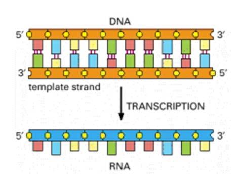 3- RNA Sentezi ve RNA Polimeraz Çeşitleri: Bakterilerde mrna ve trna sentezleyen tek bir tip RNA polimeraz olmasına karşın yüksek organizmaların çekirdeklerinde her tip bir Rna yı