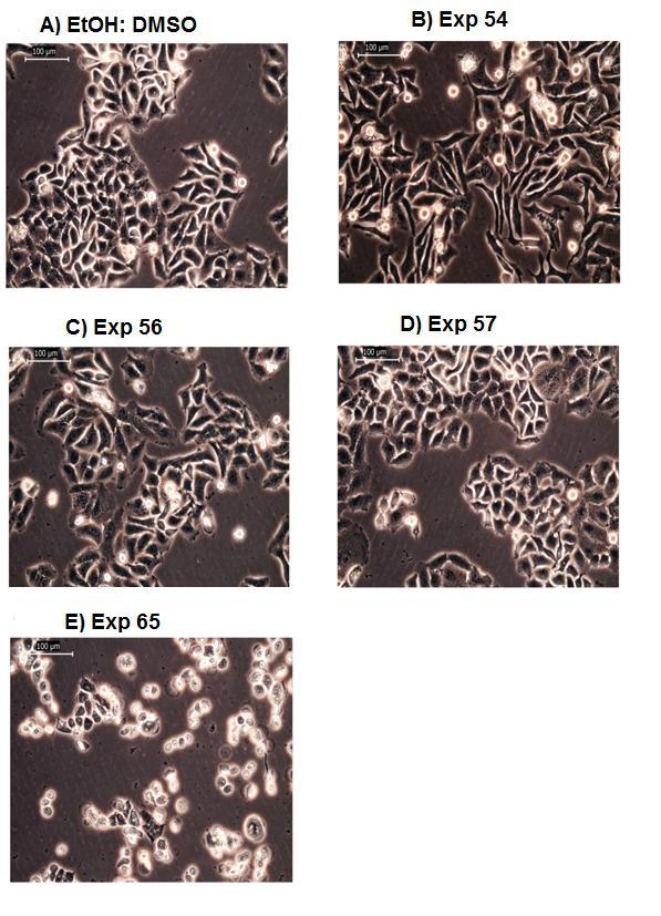 Resim 2: Sentezlenen pirazol türevi bileģiklerin HeLa An/1 hücrelerinin