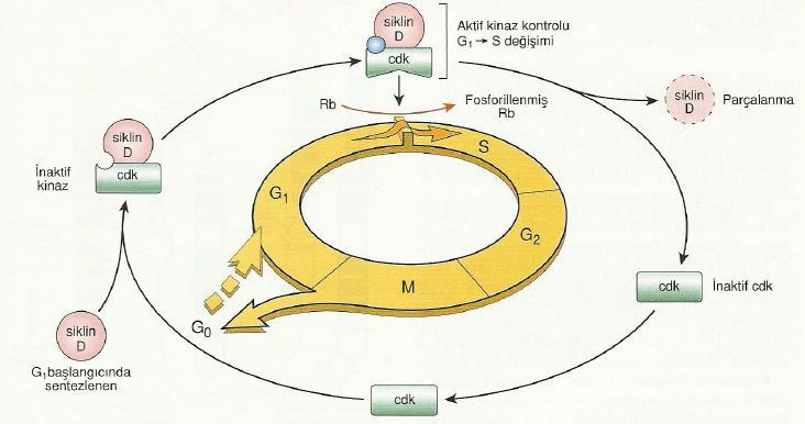 ġekil 3: Hücre siklusu düzenlenmesinde siklinler ve sikline bağımlı kinazların (CDK) rolünün Ģemetik görünümü.