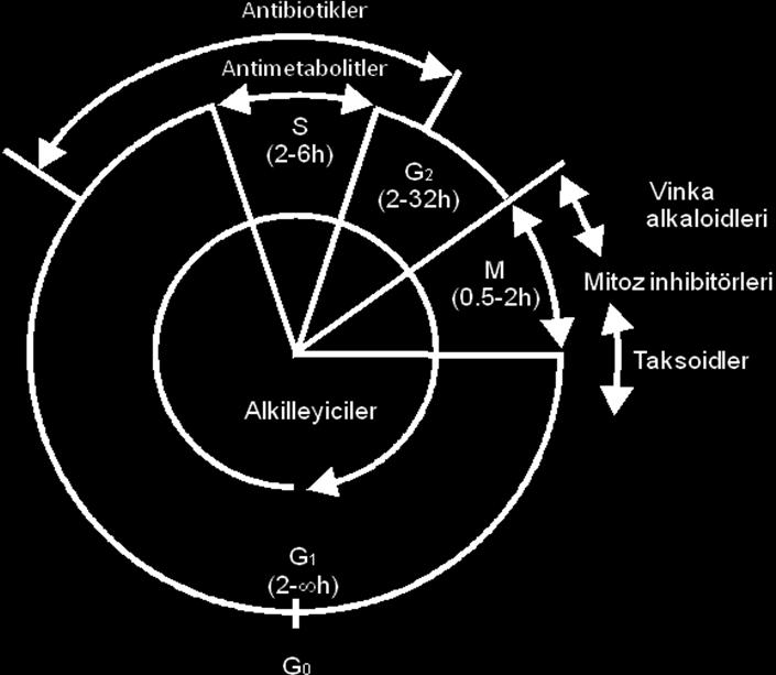 veya gereksiz olarak fazla transkrip olmuş DNA dan dolayı oluşur. Sonuçta, DNA sını sadece doğru bir şekilde ve tam olarak replike etmiş hücrelerin mitozise girmesi sağlanır² ³⁰ ³¹.