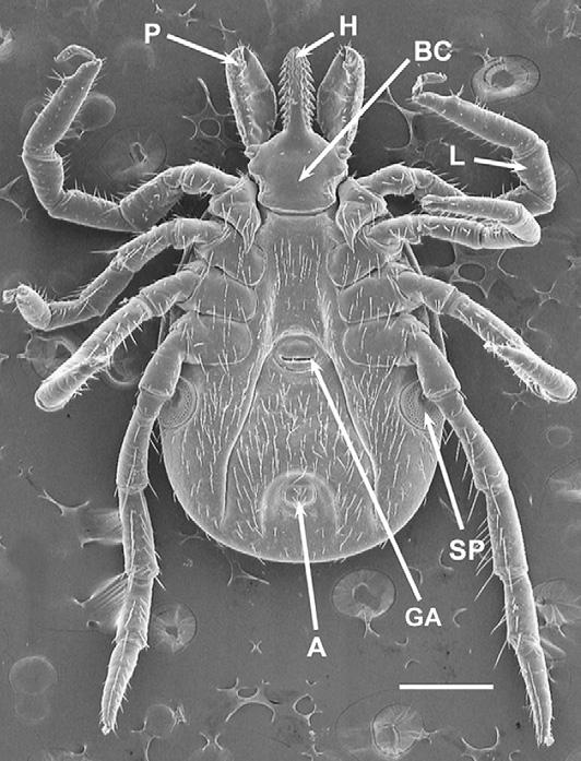 2008). B. vücut (idiosoma), C. capitulum (gnathosoma), L. bacak, P. palp, S. skutum, SP.