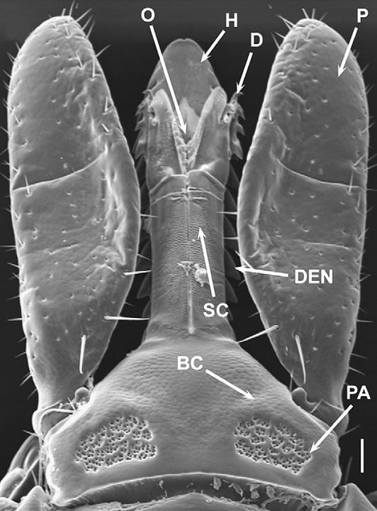 Şekil 2.4 Ixodes scapularis dişisinin kapitulumunun taramalı elektron mikrografisinde dorsal görüntüsü (Anderson ve Magnarelli 2008).