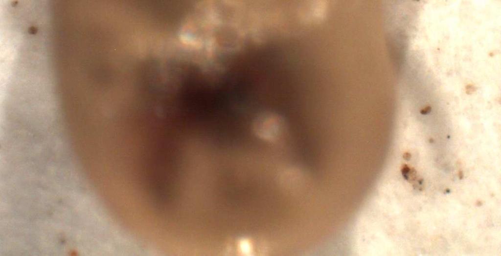 Bu keneler stereomikroskop altında incelenerek cins ve tür düzeyinde ayrıldılar. Apodemus flavicollis, Mus sp.