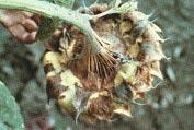 Çimlenmekte olan fideler tohum kabuğu altında kış boyunca kalan miseller tarafından öldürülmektedir.